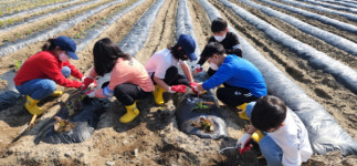 종곡초, 학교 텃밭에 모종 심기 활동 실시