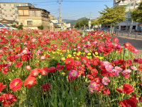 경주읍성지구 야생화 단지로 놀러오세요