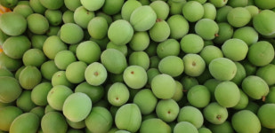 초록 향기하동 햇매실 출하 시작