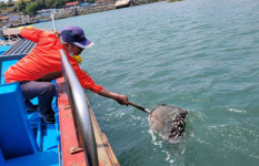 하동 금남·진교 앞바다에 볼락 방류