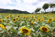 옥천군 청성면 산계교 밑 보청천변 노랗게 물들어