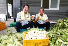 괴산군 대표 농산물 괴산대학찰옥수수 첫 출하