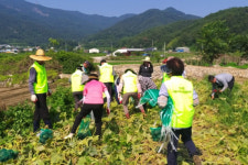 하동군  진교면, 달달한 단호박 이웃에 나눔 실천