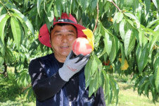 옥천지역 노지 복숭아 출하 한창