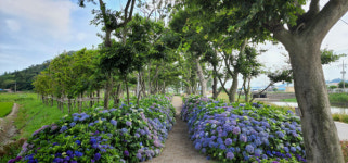 신안군, 우영우 팽나무, 신안군 도초도 팽나무로 이어지다