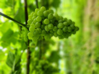 [잇다팜] 진천 대양농원, 씨 없는 청포도와 천왕 쌀 인기