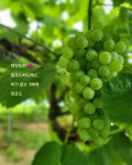 [잇다팜] 진천 대양농원, 씨 없는 청포도와 천왕 쌀 인기