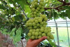 [영상뉴스] 옥천군, 차주현 아빠 청포도(샤인머스캣)농장 탐방