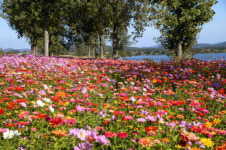 [포토뉴스] 부여 구드래 백일홍 활짝