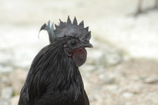 제19회 연산오계문화제 축소 개최