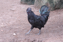 제19회 연산오계문화제 축소 개최