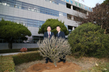 고향으로 돌아온안동무궁화 시청전정 식수