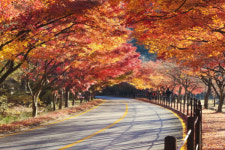 [영상뉴스] 내장산 최고 수령 단풍나무, 울긋불긋 신비로운 자태 뽐내