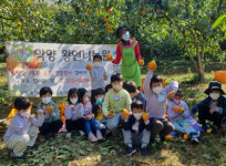 하동유치원, 감 잡았어요!대봉감 따기 현장체험