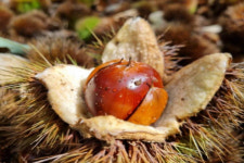 [잇다팜] 충주 지구네 밤 농원, 숙성된 밤 판매 합니다