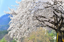 [포토뉴스] 제천 벚꽃길 5선