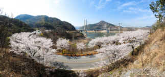 [포토뉴스] 제천 벚꽃길 5선
