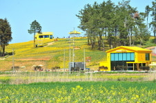 신안군 섬 수선화 축제 성황리 마무리