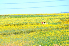 신안군 섬 수선화 축제 성황리 마무리