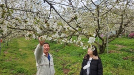 음성군, 소이면 갑산마을에 체리꽃·복숭아꽃이 탐스럽게 피었어요!