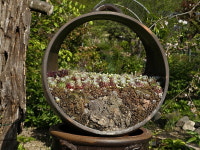 [영상 /포토] 속리산 하늘빛식물원 야생화 만개