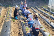 종곡초, 학교 텃밭에 모종 심기 활동 실시