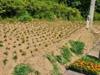 부여 임천면, 새마을 부녀회 점리고개 여름꽃 식재