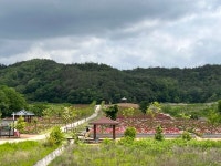 임동면 망천리 작약단지·작약꽃 만발 작약꽃 보러 오세요