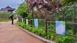 임동면 망천리 작약단지·작약꽃 만발 작약꽃 보러 오세요