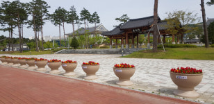경북도청 신도시 가로화분 설치꽃길조성 완료