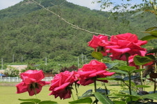 [여행 / 영상] 충청북도 영동군, 가볼만한 곳
