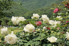 [여행 / 영상] 충청북도 영동군, 가볼만한 곳