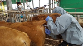 충북동물위생시험소, 청주‧증평 구제역 방역대 해제 검사 실시