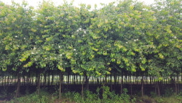 관상수와 조경수로 식재되고 있는 산사나무의 효능~