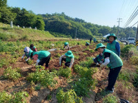 부여 은산면 남ㆍ여 새마을지도자, 사랑의 햇감자 수확