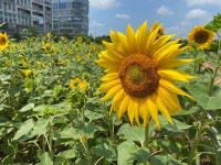 활짝 핀 해바라기와 함께 하는 음악회