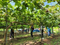 영동읍사무소, 농촌일손돕기로 농가도움 나서