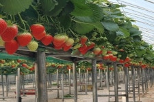 영동군, 스마트 경영실습 임대농장 청년농업인 모집