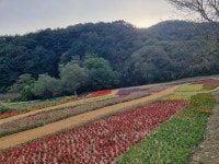 청주 상당산성 명소화 사업(꽃길 조성) 개장식