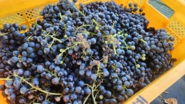 소이면 충도3리 상향전마을, 머루 수확하고 와인 담그고