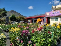 옥천군, 백운리 국화축제 성료
