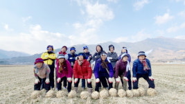 하동 평사리들판서 이색적인 논두렁축구대회 열린다