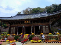 [사찰 탐방] 김천 직지사, 서리를 기다리는 추명국!