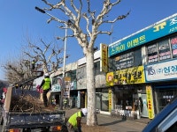 청주시, 봄맞이 가로수 가지치기 사업 실시