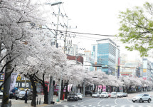 대구에 핀 첫 벚꽃, 아름다운 봄내음길로 떠나보자