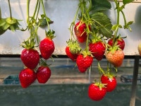 [영상뉴스] 논산 딸기의 맛과 향을 경험하라, 딸기삼촌농장으로의 여정