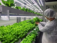고양시농업기술센터, 수직농장에서 엽채류 첫 수확