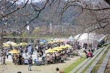 순천시 삼산동, ｢제10회 용당뚝방길 벚꽃축제｣ 성료