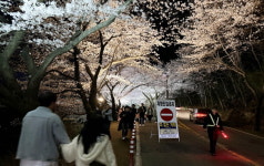 화개 십리벚꽃길 차 없는 거리, 관광객 만족