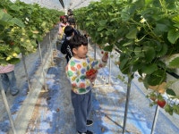 관기초 1~2학년 어린이들, 핑거팜 딸기체험 가다